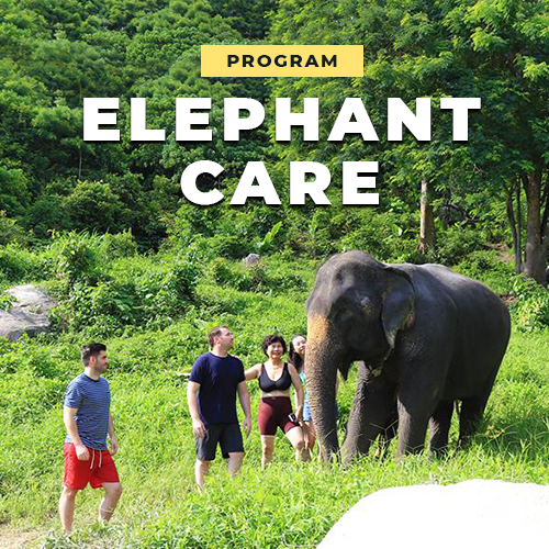 Kalim Elephant Care: ECA Program
